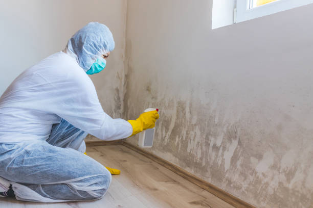 Licensed Black Mold Removal service in Thornton, PA - WQB Mold Removal