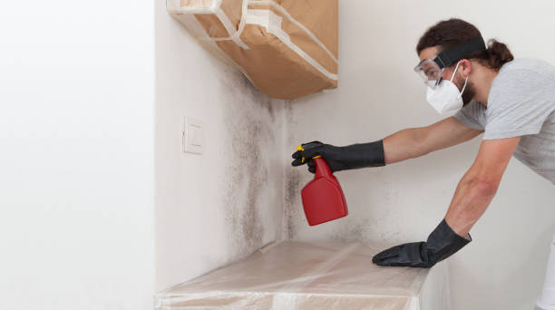Professional Black Mold Removal technician working in Thornton, PA