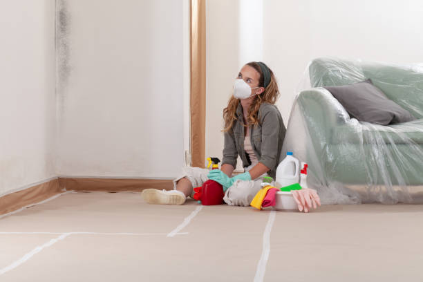 Reliable Black Mold Removal contractor in Thornton, PA by WQB Mold Removal