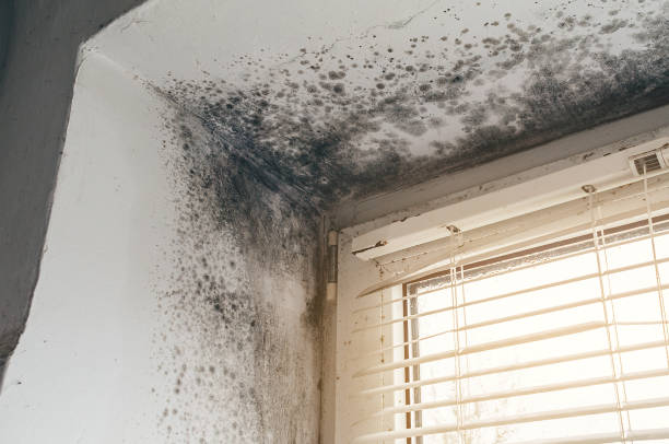 Affordable Black Mold Removal solutions in Thornton, PA