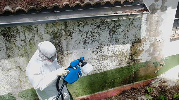 Top rated local Black Mold Removal specialists in Thornton, PA